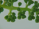 Pflanze, Foto 5*