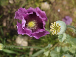Pflanze, Foto 2**
