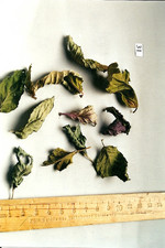 Droge, Foto****