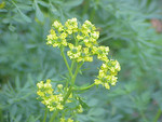 Pflanze, Foto 3***
