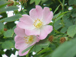 Pflanze, Foto 1*
