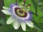 Pflanze, Foto 2*
