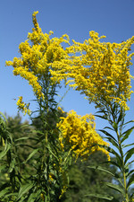 S. gigantea, Foto 1*
