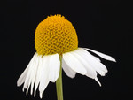 Pflanze, Foto 4**
